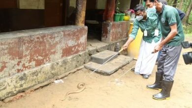 Photo of വലപ്പാട് കോതകുളത്ത് രക്ത അണലിയെ തളിക്കുളം അനിമൽ സ്ക്വാഡ് പിടികൂടി….കോതകുളം ബീച്ച് പനക്കൽ വത്സൻ്റെ വീട്ടിൽ റൂമിൽ നിന്നുമാണ് 4 അടിയോളം നീളമുള്ള രക്ത അണലിയെ തളിക്കുളം അനിമൽ കെയർ സൊസൈറ്റി പ്രവർത്തകർ പിടികൂടിയത്. പനക്കൽ വത്സൻ്റെ വീട്ടിൽ വാടകക്ക് താമസിക്കുന്ന ആരിപ്പിന്നി സോമനും കുടുംബവുമാണ് പാമ്പിനെ റൂമിൽ കണ്ടത് . തുടർന്ന് വിവരമറിയച്ചതിനെ തുടർന്ന് അനിമൽ കെയർ സൊസൈറ്റി പ്രവർത്തകർ എത്തി പാമ്പിനെ പിടികൂടുകയായിരുന്നു. ഏറ്റവും വിഷം കൂടിയ ഇനത്തിൽപ്പെട്ട രക്ത അണലി ആണെന്ന് പ്രവർത്തകർ പറഞ്ഞു. അനിമൽ കെയർ പ്രവർത്തകരായ പി.ആർ രമേഷ്, കെ.കെ ശൈലേഷ്, അജിത് കുമാർ ഏങ്ങണ്ടിയൂർ എന്നിവർ ചേർന്നാണ് പാമ്പിനെ പിടികൂടിയത്വലപ്പാട് കോതകുളത്ത് രക്ത അണലിയെ തളിക്കുളം അനിമൽ സ്ക്വാഡ് പിടികൂടി. കോതകുളം ബീച്ച് പനക്കൽ വത്സൻ്റെ വീട്ടിൽ റൂമിൽ നിന്നുമാണ് 4 അടിയോളം നീളമുള്ള രക്ത അണലിയെ തളിക്കുളം അനിമൽ കെയർ സൊസൈറ്റി പ്രവർത്തകർ പിടികൂടിയത്. പനക്കൽ വത്സൻ്റെ വീട്ടിൽ വാടകക്ക് താമസിക്കുന്ന ആരിപ്പിന്നി സോമനും കുടുംബവുമാണ് പാമ്പിനെ റൂമിൽ കണ്ടത് . തുടർന്ന് വിവരമറിയച്ചതിനെ തുടർന്ന് അനിമൽ കെയർ സൊസൈറ്റി പ്രവർത്തകർ എത്തി പാമ്പിനെ പിടികൂടുകയായിരുന്നു. ഏറ്റവും വിഷം കൂടിയ ഇനത്തിൽപ്പെട്ട  രക്ത അണലി ആണെന്ന് പ്രവർത്തകർ പറഞ്ഞു. അനിമൽ കെയർ പ്രവർത്തകരായ പി.ആർ രമേഷ്, കെ.കെ ശൈലേഷ്, അജിത് കുമാർ ഏങ്ങണ്ടിയൂർ എന്നിവർ ചേർന്നാണ് പാമ്പിനെ പിടികൂടിയത്