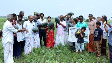 Photo of തണ്ണിമത്തൻ കൃഷി  വിളവെടുപ്പ് ആരംഭിച്ചു