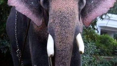 Photo of പൂര നഗരിയെ കണ്ണീരിലാക്കി പാറമേക്കാവ് ദേവീദാസൻ ചരിഞ്ഞു