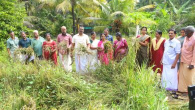 Photo of നെൽകൃഷി വിളവെടുപ്പ്