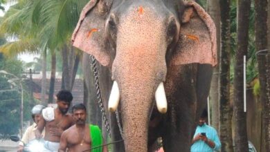 Photo of കൊമ്പൻ മാവേലിക്കര ഗണപതി ചരിഞ്ഞു