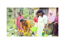 Photo of നിറപ്പൊലിമ വിളവെടുപ്പ് ഉദ്ഘാടനം