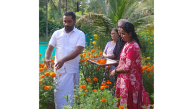 Photo of തളിക്കുളം ഗ്രാമപഞ്ചായത്തിലെ വാർഡ് 17 ലെ നടുവിലെടത് രവീന്ദ്രനാഥ് ന്റെ വസതിയിൽ, ലതികടീച്ചർ ഓണത്തിന് തയ്യാറാക്കിയ ചെണ്ടുമല്ലി പൂകൃഷിയുടെ വിളവെടുപ്പ് ഗ്രാമപഞ്ചായത്ത്‌ സ്റ്റാൻഡിങ് കമ്മിറ്റി ചെയർപേഴ്സൺP. I. ഷൗക്കത്തലി ഉദ്ഘാടനം ചെയ്തു.
