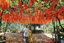 Photo of തളിക്കുളത്ത് പൂത്തുലഞ്ഞ് ജെയ്ഡ് വൈൻ.