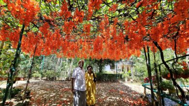 Photo of തളിക്കുളത്ത് പൂത്തുലഞ്ഞ് ജെയ്ഡ് വൈൻ.