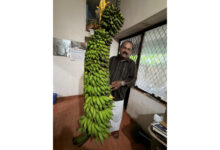 Photo of തൃശ്ശൂർ കോർപ്പറേഷൻ 53 ഡിവിഷൻ (എല്‍തുരുത്ത് ഡിവിഷൻ )OKRA3,സതീഷ് പൊറ്റെക്കാട്ടിന്റെ അടുക്കള തോട്ടത്തിൽ ഉണ്ടായ വാഴക്കുല