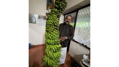 Photo of തൃശ്ശൂർ കോർപ്പറേഷൻ 53 ഡിവിഷൻ (എല്‍തുരുത്ത് ഡിവിഷൻ )OKRA3,സതീഷ് പൊറ്റെക്കാട്ടിന്റെ അടുക്കള തോട്ടത്തിൽ ഉണ്ടായ വാഴക്കുല